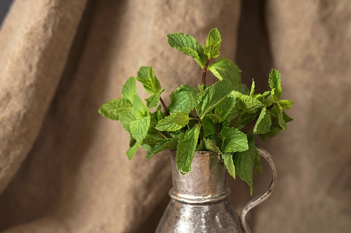 Sprigs of mint in a silver pitcher, beautiful Studio light.
