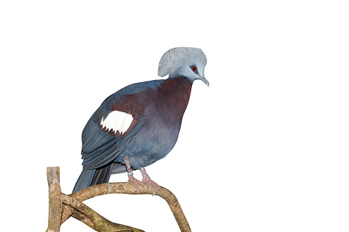 Western crowned-pigeon, Goura cristata, single captive  bird on branch,Indonesia, March 2011