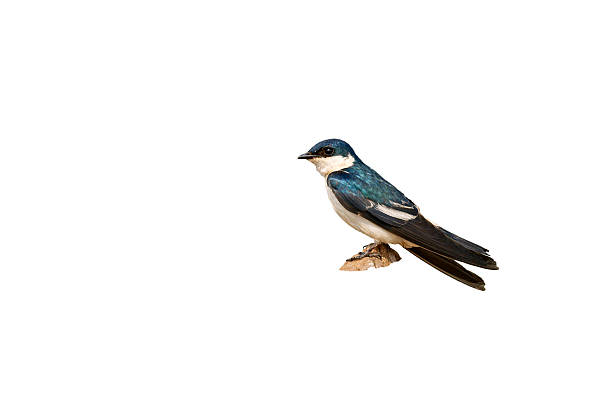 istock White-winged swallow, Tachycineta albiventer 616857806