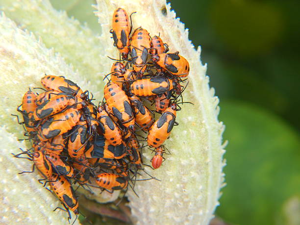 Large Milkweed Bug Colony on Milkweed Pod Colony of Large Milkweed Bugs (Oncopeltus fasciatus) gathered on the pod of a common milkweed (Ascpleias syriaca) plant. instar stock pictures, royalty-free photos & images