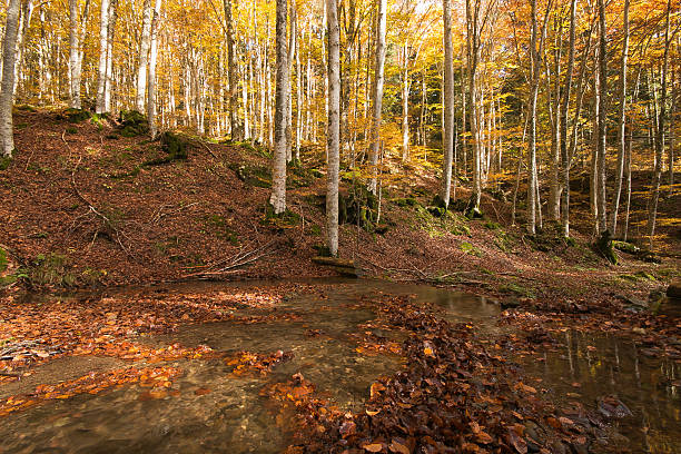 Nationalpark Foreste Casentinesi Monte Falterona E Campigna Fotos