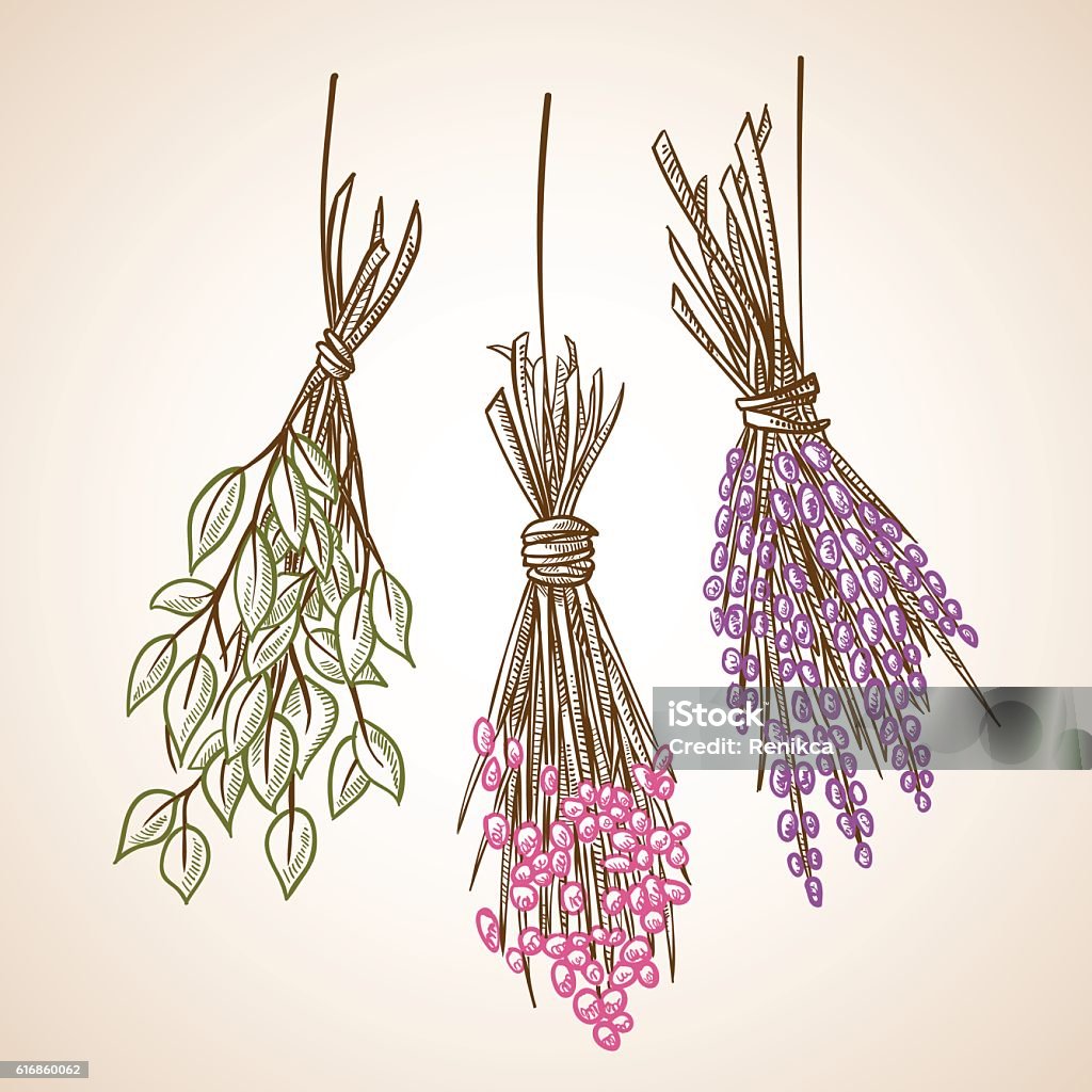 Dried Plants Isolated Stock Illustration - Download Image Now - Hanging,  Herb, Dried Plant - iStock