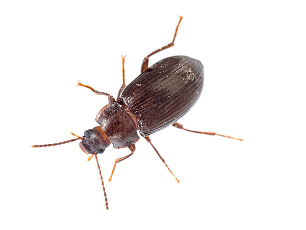 istock Darkling beetle isolated on white. Tenebrionidae. 616860072