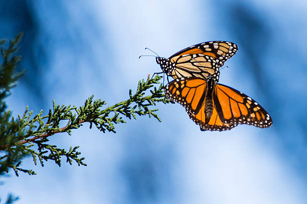 A pair of monarch butterflies on an evergreen branch during their annual migration to monarch grove in pismo beach, california