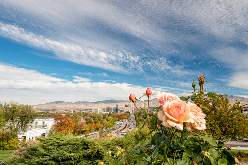Peach colored rose and the city skyline of Boise Idaho