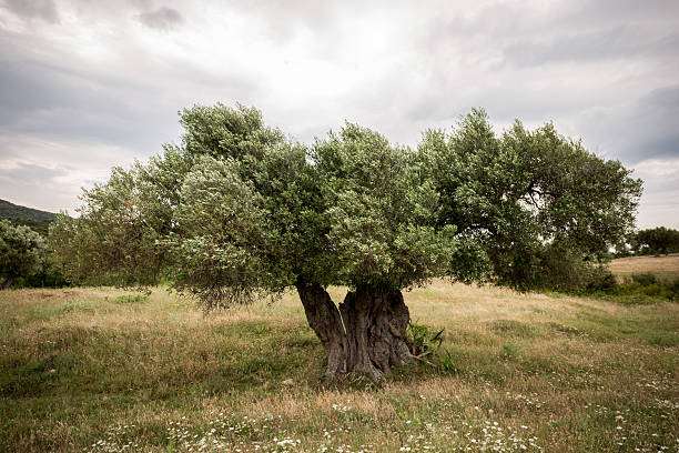 old olive tree et ciel nuageux est de retour - olive tree tree root old photos et images de collection