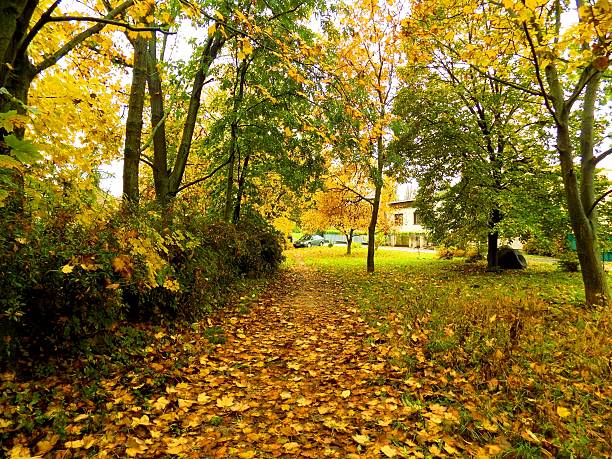 istock Colorful leaves on deciduous trees and walkway during autumn 616864446