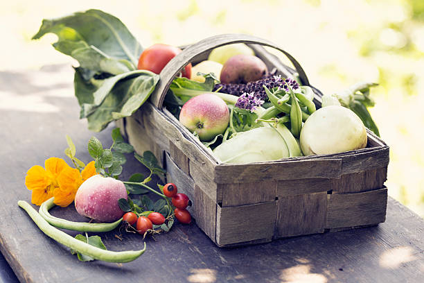 basket with vegetables such as kohlrabi,onion,beans, fruit like apples and pears, on wooden board oudoors in garden, decorated with blooming basil and rose hips