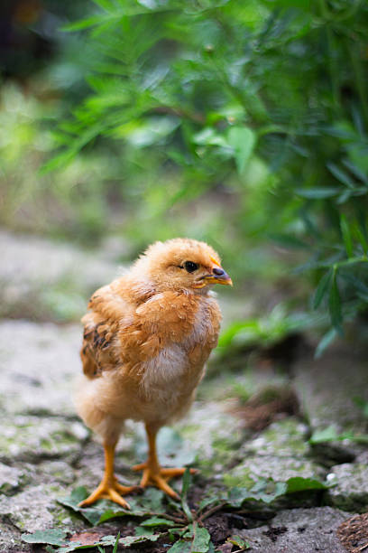 istock little brown the chicken on the farm 616865922