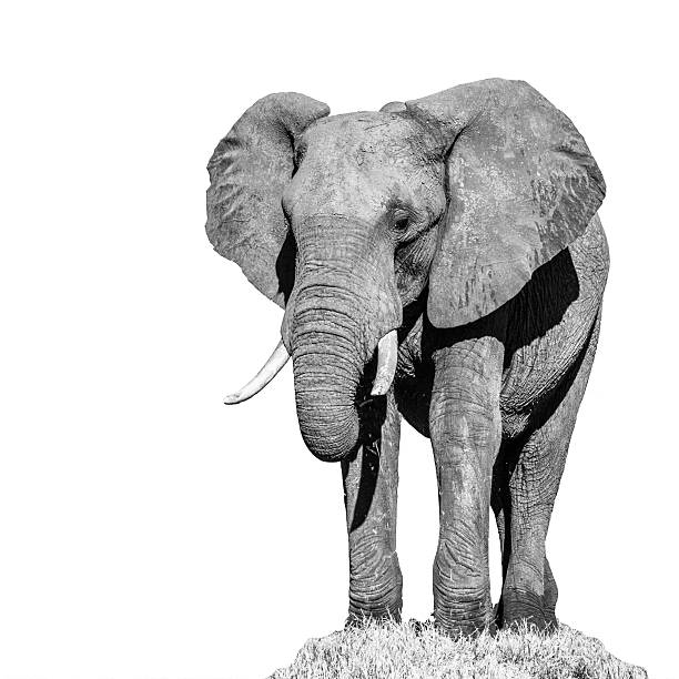 istock Huge african elephant isolated on white background 616866442