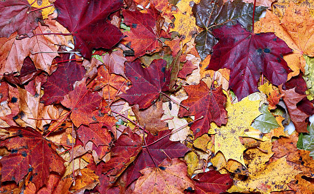 istock Background of the bright autumn maple leaves 616868410