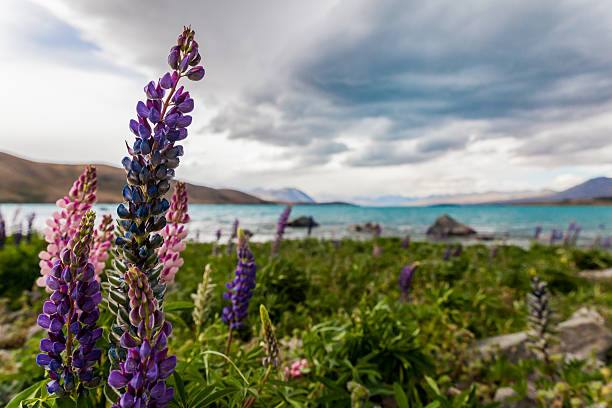 istock lupines near a lake 616869214