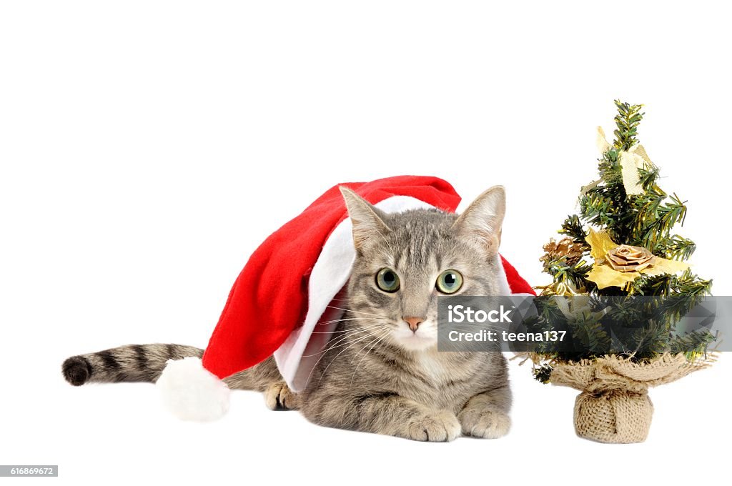 Christmas kitten with tree Beautiful gray kitten with Santa hat, on a white background Animal Stock Photo
