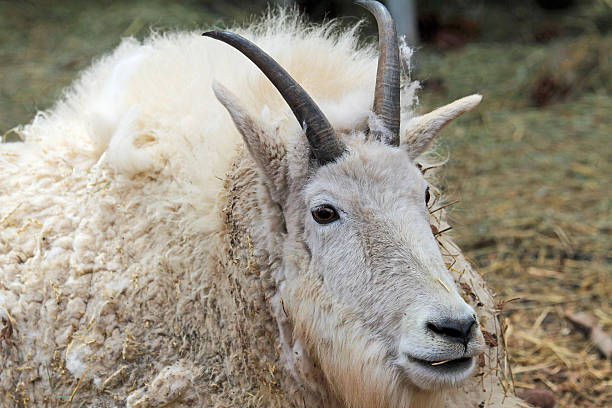 istock Mountain goat portrait 616870762
