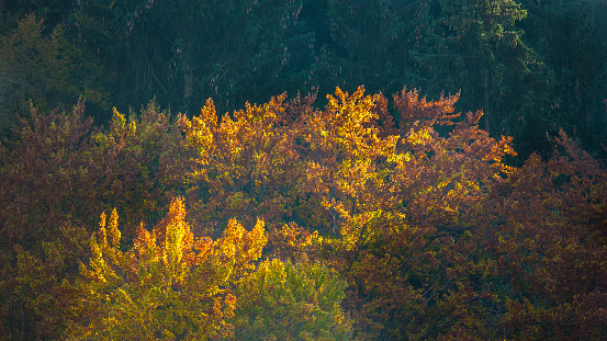 Colorful trees in a forest in autumn, being lit by soft sun rays in the evening.