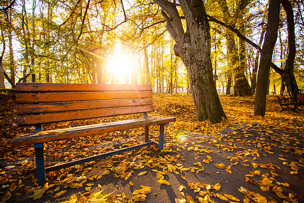 istock Bench in the autumn park 616871606