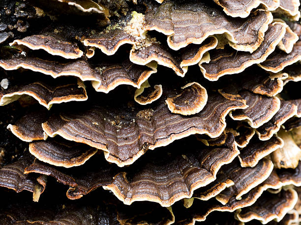istock Close up of Fungi or mushrooms in wave patterns 616872022