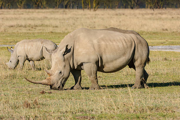 istock Two White Rhinos Grazing on the African Savannah 616872078