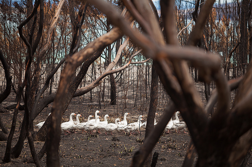 Flock of domesticated Geese wander through burnt out bushland after a bushfire