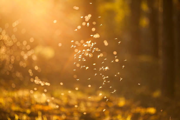 istock Dancing fairies (midges) in colorful forest 616873472