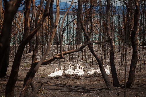 Flock of domesticated Geese wander through burnt out bushland after a bushfire