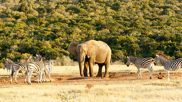 istock This is my water The African Bush Elephant 616874776