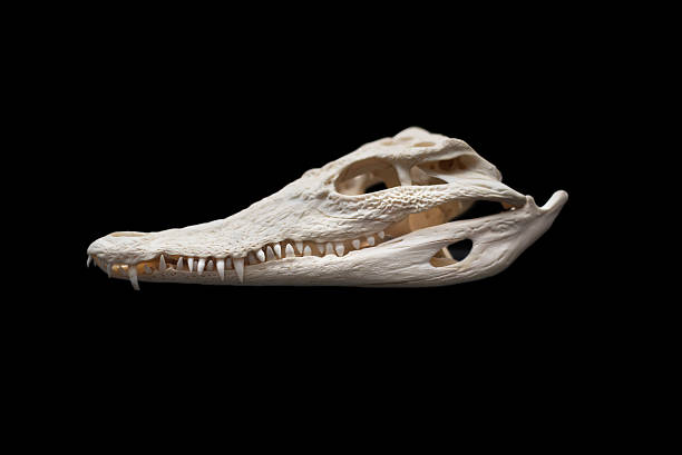 istock Nilo Crocodile skull on black isolated background 616875032