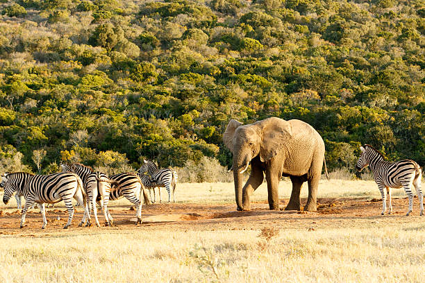 istock I put my foot down The African Bush Elephant. 616875066