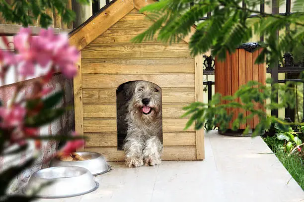long hair dog in outdoor wooden kennel at house garden