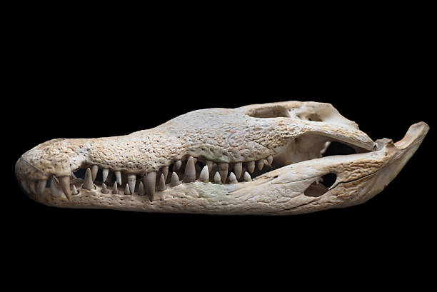istock Crocodile skull on black isolated background 616875300