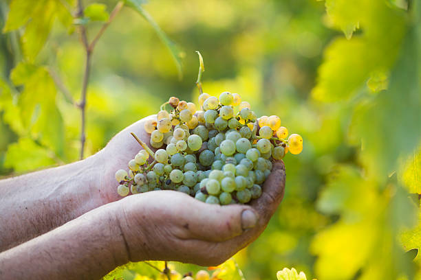 istock Grape harvest. Farmers hands holding grapes. 616875618