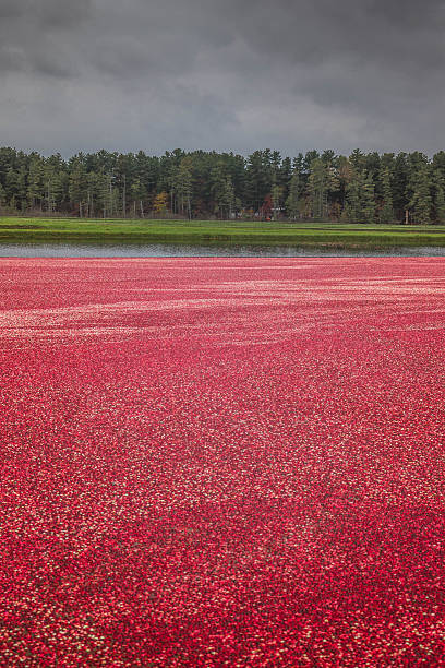 istock Cranberry Marsh in Wisconsin 616875702