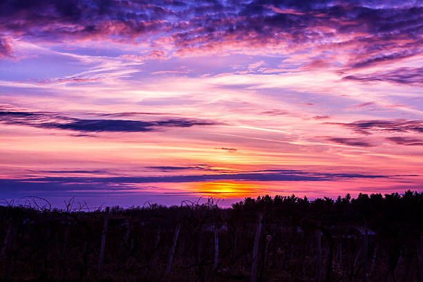 Purple and orange sunset sky looking across a late November grape winery vineyard in western New York State, USA. Shot taken in the Finger Lakes Region near Rochester, NY.