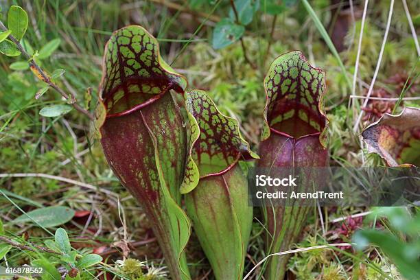 Sarracenia Purpurea Pitcher Plant Stock Photo - Download Image Now - Bog, Botany, Horizontal