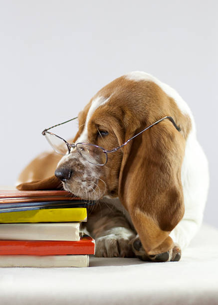istock Miss Marzi in the Library 616879234