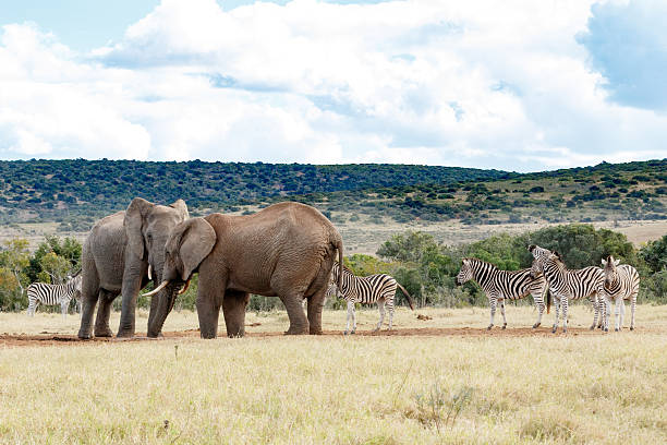 istock Standing for Water - African Bush Elephant 616880128