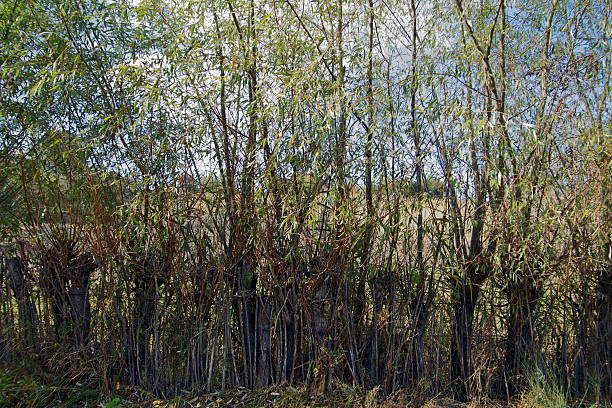 istock Living fence 616880208