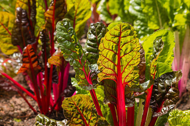 détail des feuilles de bette à carde rouge dans le jardin - ruby red chard photos photos et images de collection