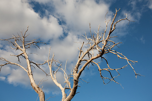 Dry tree branches and blue sky