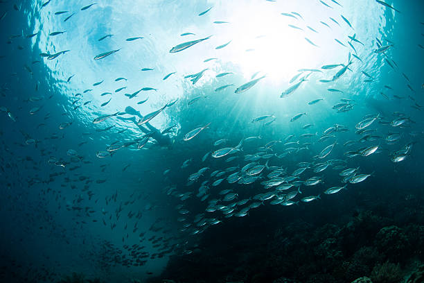 istock Schooling Fish and Snorkeler in Raja Ampat 616881256