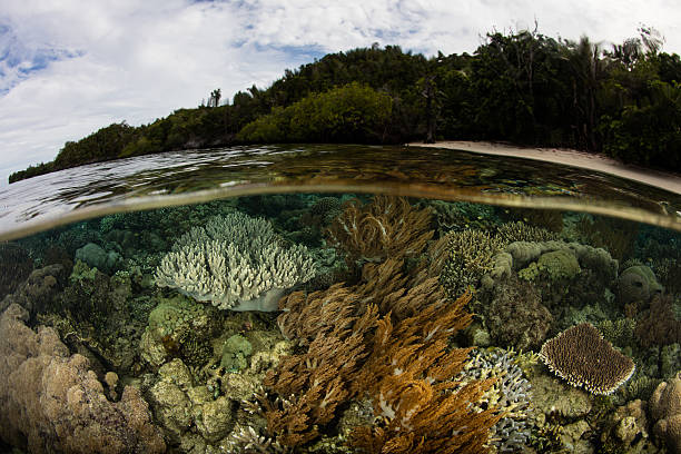 istock Shallow Reef in Raja Ampat 616881366