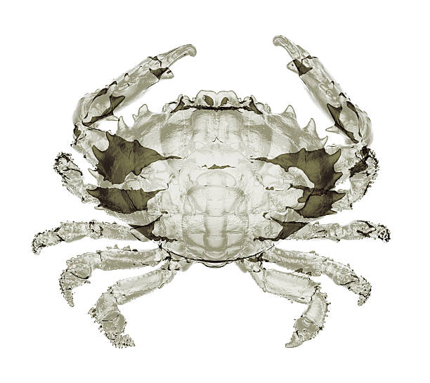 istock X-ray dark-finger coral crab 616881422