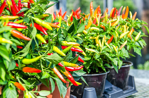kuvapankkikuvat ja rojaltivapaat kuvat aiheesta ruukkupippurikasvit punaisilla ja keltaisilla väreillä - pepper plant