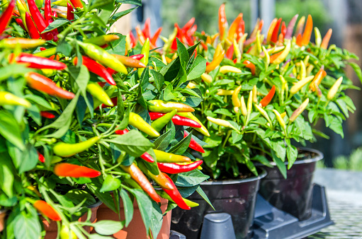 Potted pepper plants with red and yellow color chilis at farmers market