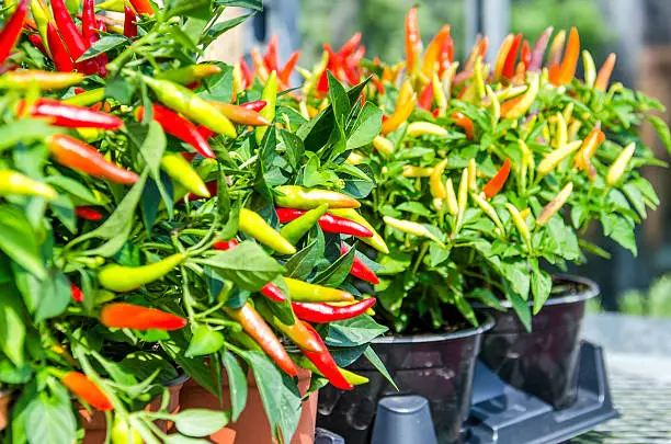 Photo of Potted pepper plants with red and yellow colors