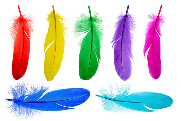 Bright Feathers Background Stock Photo - Download Image Now - Feather,  Multi Colored, Red - iStock