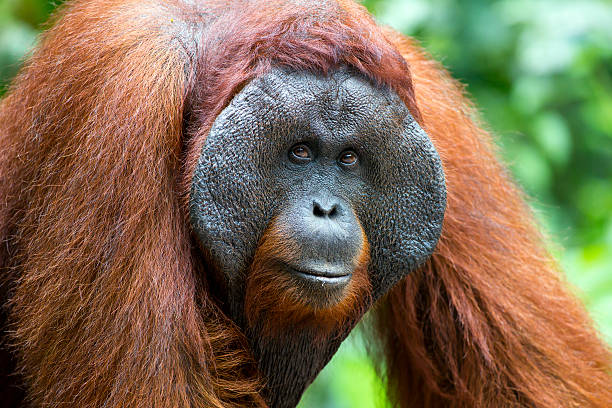 alpha-männchen-orang-utan - orang utan fotos stock-fotos und bilder