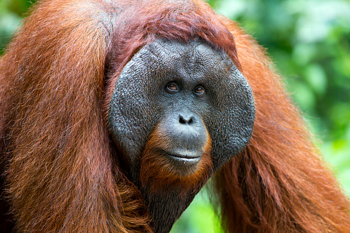 Orangutan in the wild sumatera stock photos