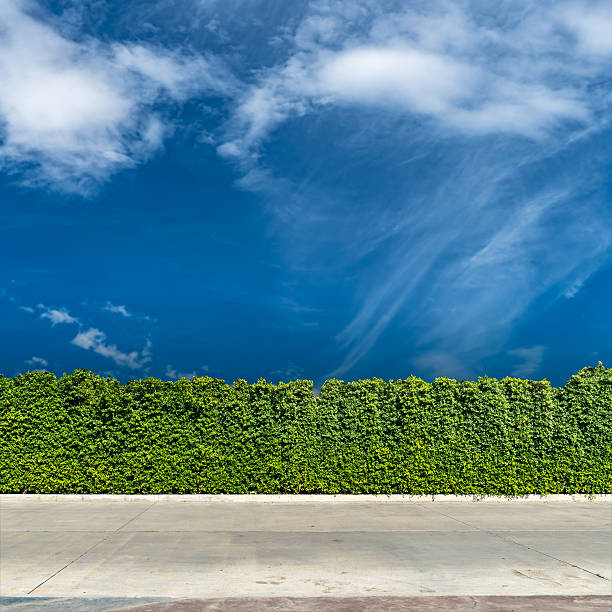 istock Green hedge fence 616882708