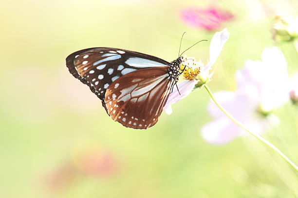 istock cosmos field and a butterfly. 616883880
